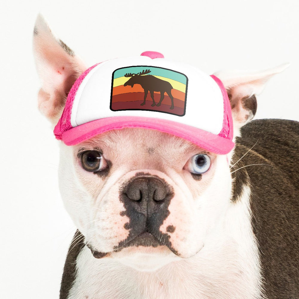 Dog with shop pink hat