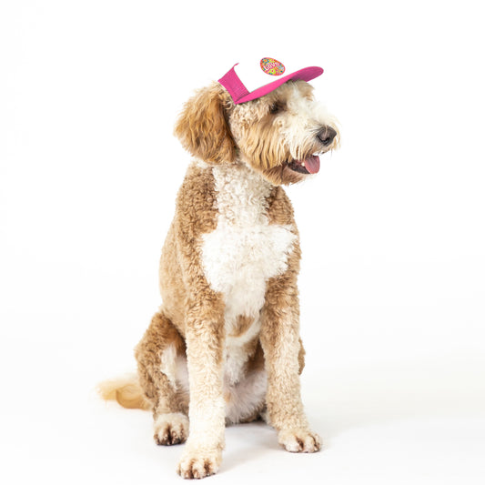 PupLid Retro Designs | Size Small Dog Hat