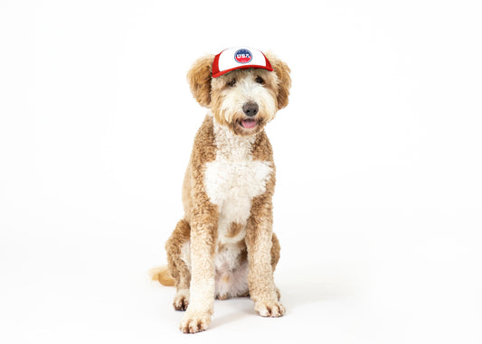 PupLid USA Designs | Size Small Dog Hat