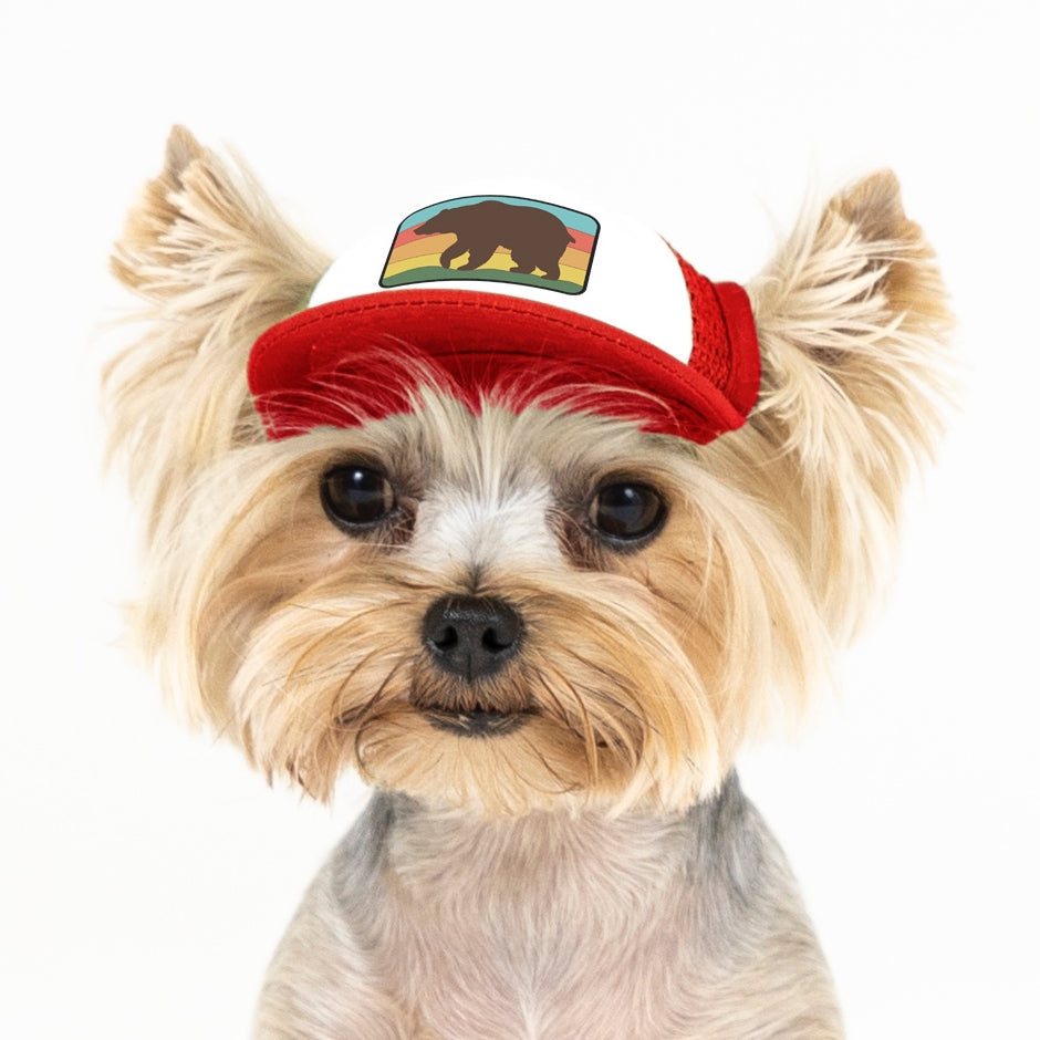 Dog on sale with hat