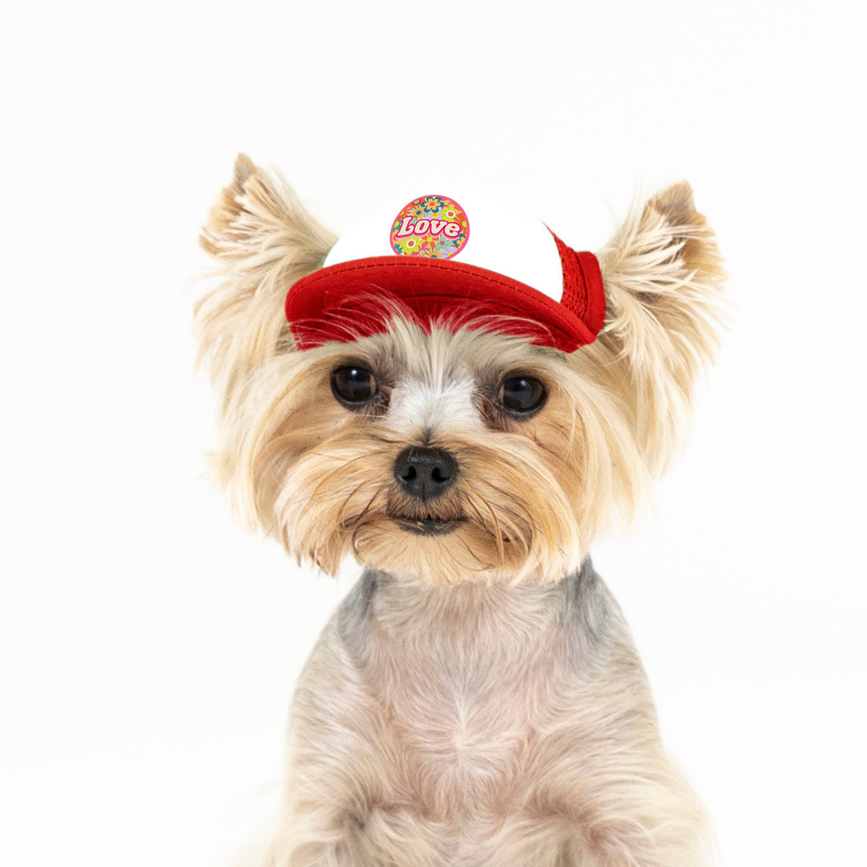 PupLid Retro Designs | Size Tiny Dog Hat