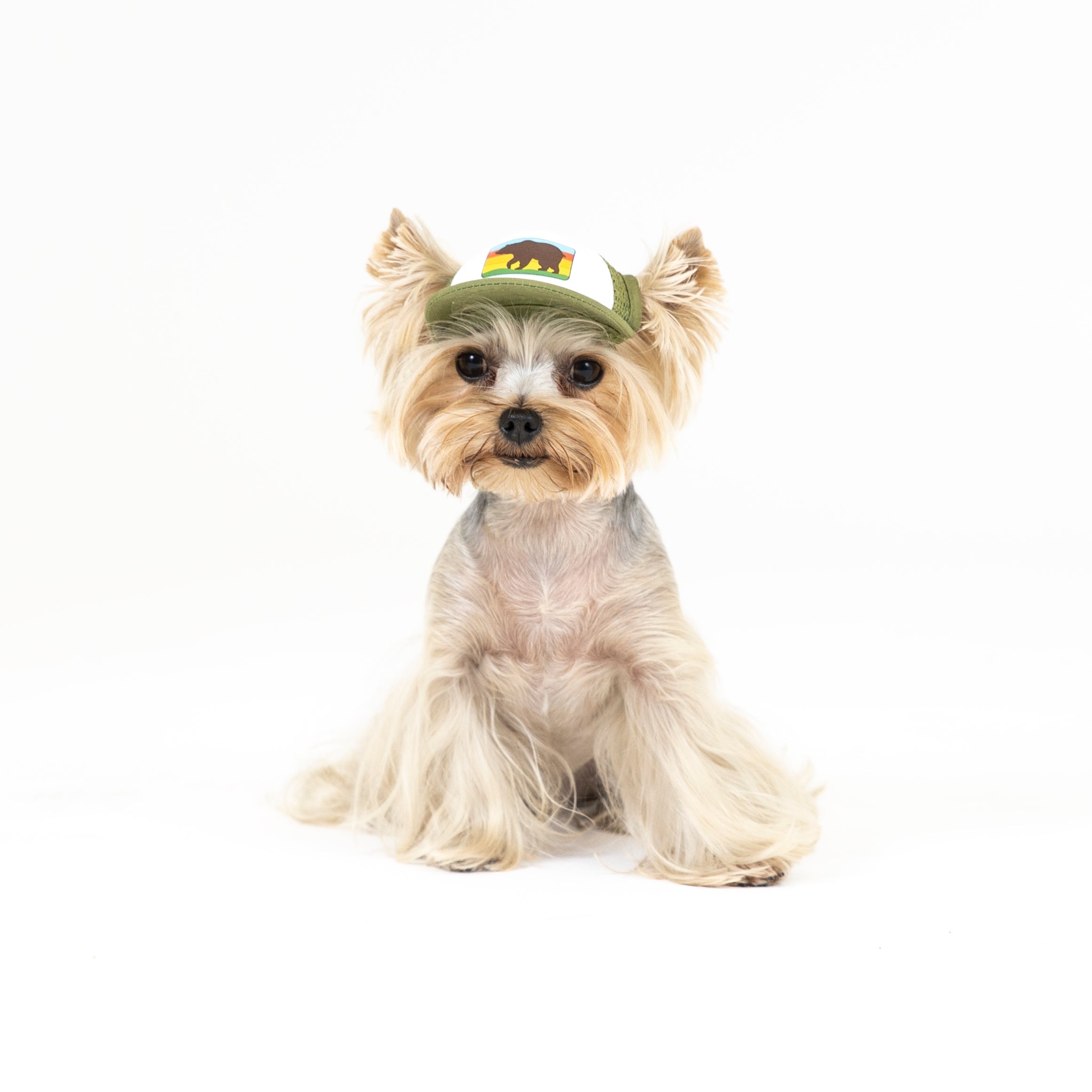 Tiny store dog hats