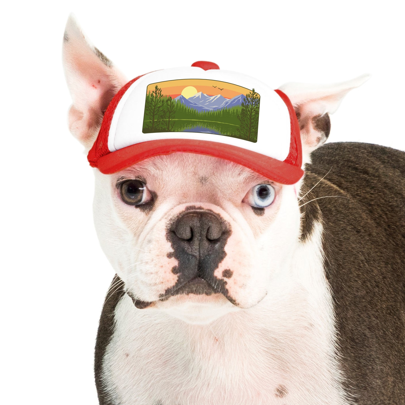 PupLid Landscape Designs | Size XS Dog Hat