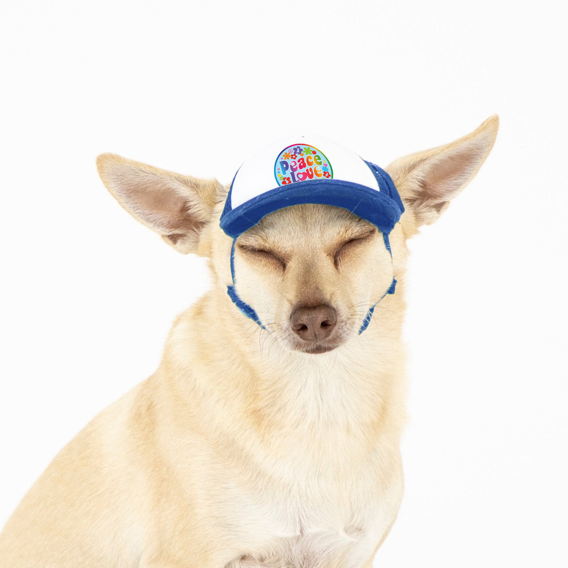 Dodgers Dog Harness - Nap Cap