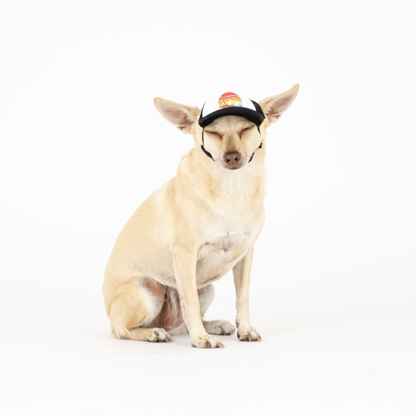 PupLid Sunset Designs | Size XXS Dog Hat