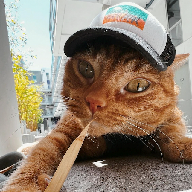 Cat Collection  Shop Size Medium Cat Hats – PupLid