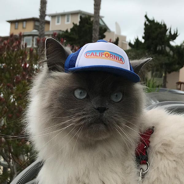 Cat in sale baseball cap